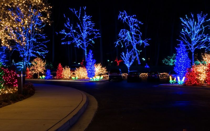 Illuminated Trees and Shrubs